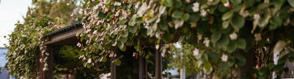 Lush greenery with white flowers growing around an outdoor awning.